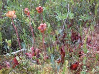 Sarracenia purpurea